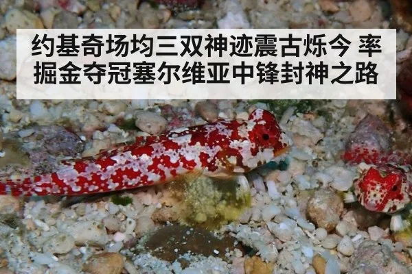 约基奇场均三双神迹震古烁今 率掘金夺冠塞尔维亚中锋封神之路